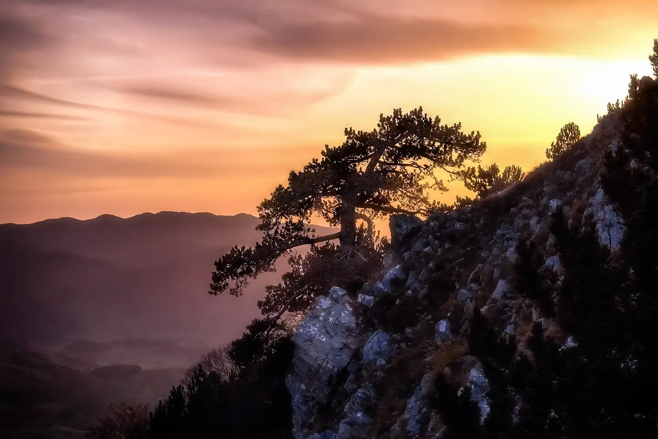 Immagine provvisoria: un pino loricato sul Pollino