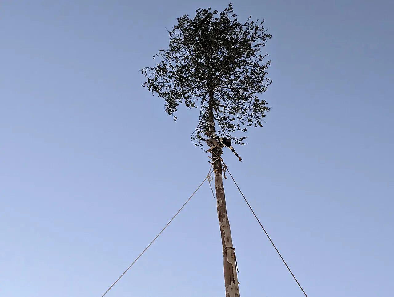 The tree rite of the Maggio di Accettura